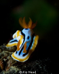 I got a lot of really nice nudibranch shots on a recent t... by Kip Nead 